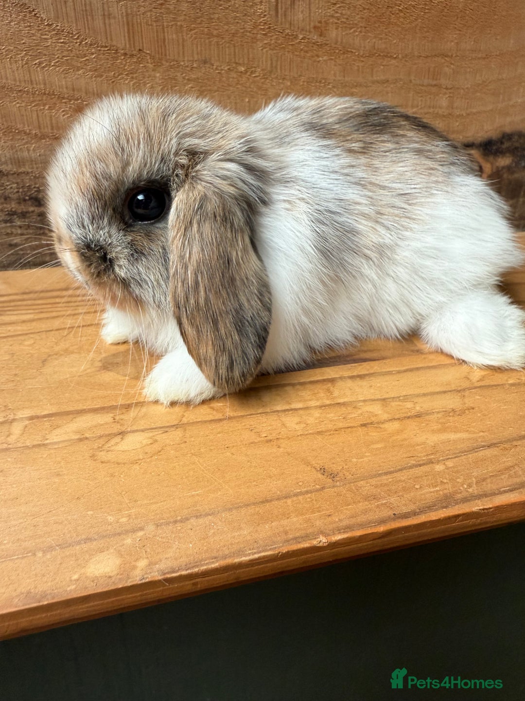 Mini Lop rabbits for sale: MINI LOP BUNNIES - pedigree  - Image 9