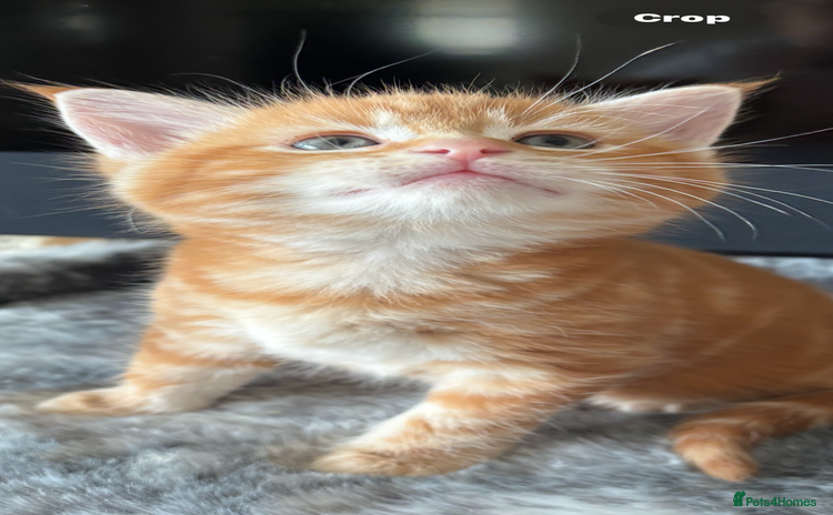 Maine Coon cats - Advert 10