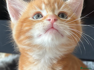 Maine Coon cats - Advert 7