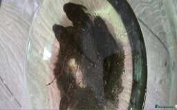 Catfish fish for sale: 5 catfish for sale with aquarium and filter - Image 3