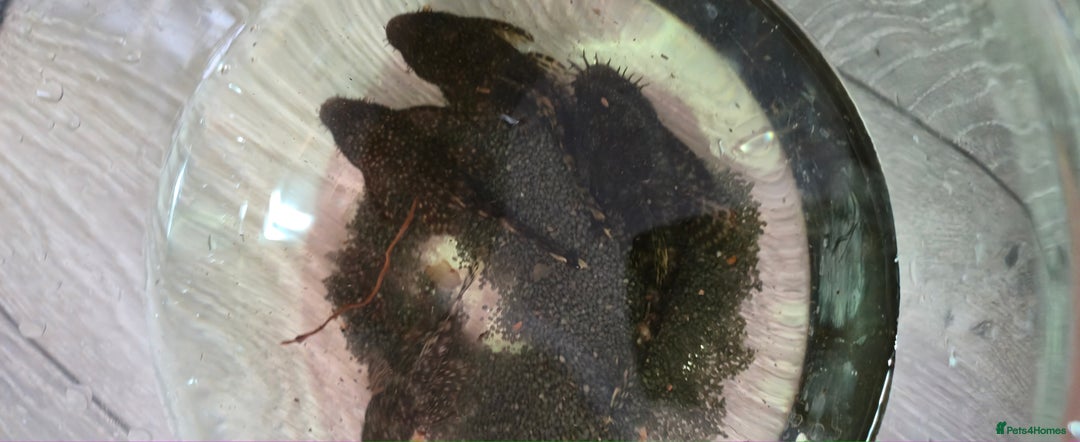 Catfish fish for sale: 5 catfish for sale with aquarium and filter - Image 3