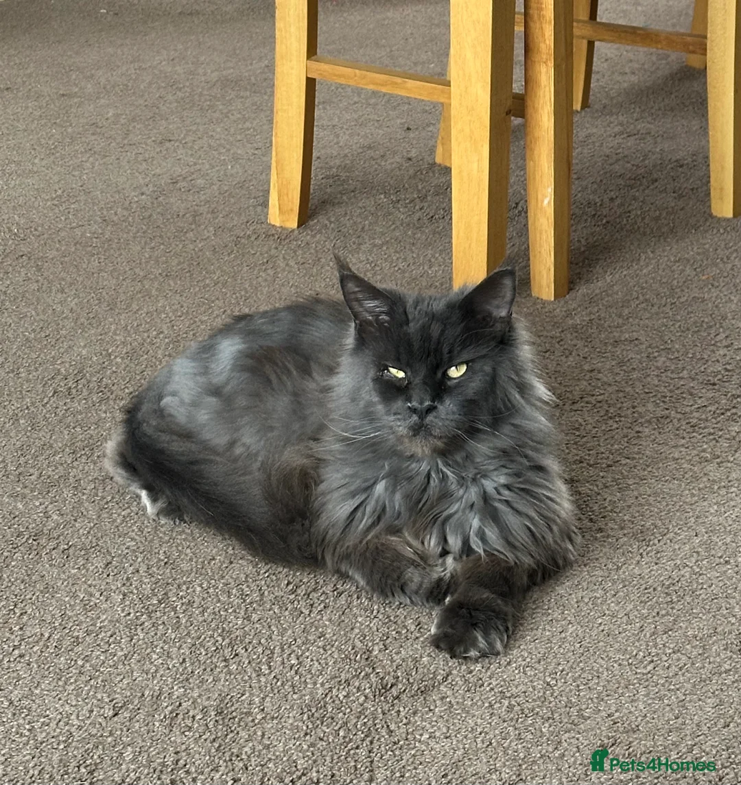 Maine Coon cats for sale: Maine cone cat  - Advert 2