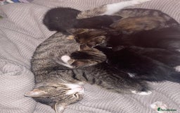 European cats for sale: 5 gorgeous baby kittens - Image 1