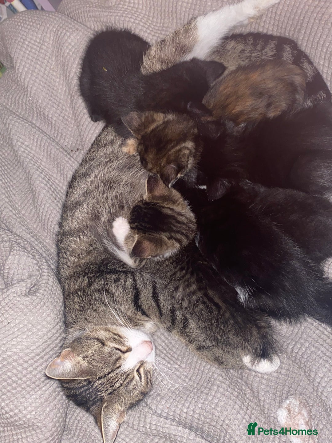 European cats for sale: 5 gorgeous baby kittens - Image 1