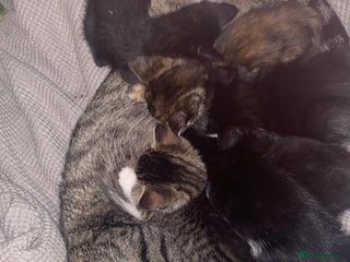 European cats for sale - Advert 1