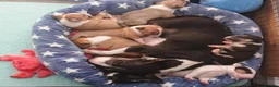 English Bull Terrier dogs for sale: English bull terrier puppies  in Bedford - Advert 13