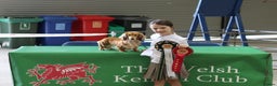 Miniature Dachshund dogs for sale: Exceptional Champion Bloodlines KC Registered PRA - Advert 9