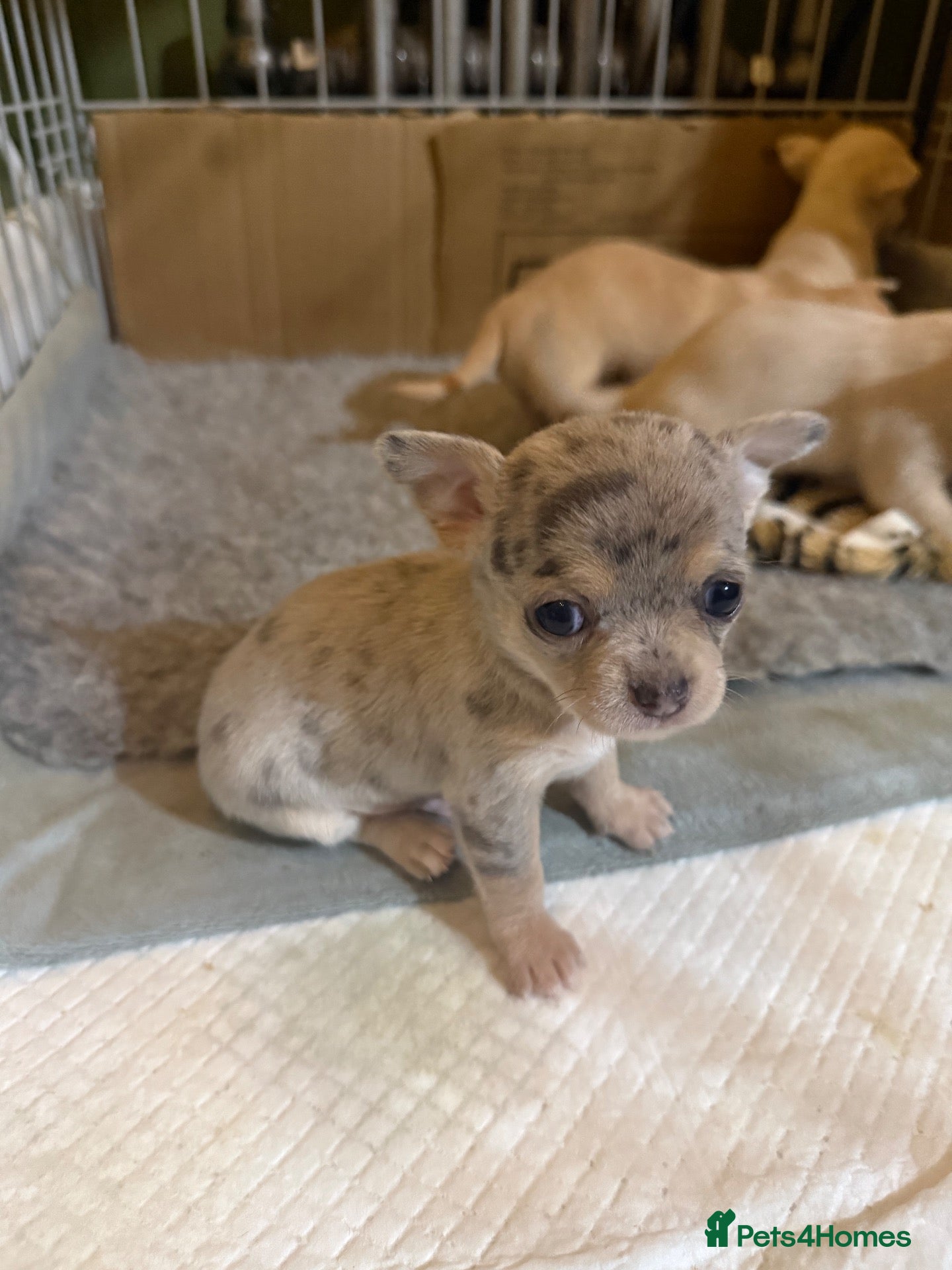 Chihuahua dogs for sale: 🐾 1 GORGEOUS MERLE BOY LEFT! 🐾NOTIMEWASTERS!!!!! - Advert 2