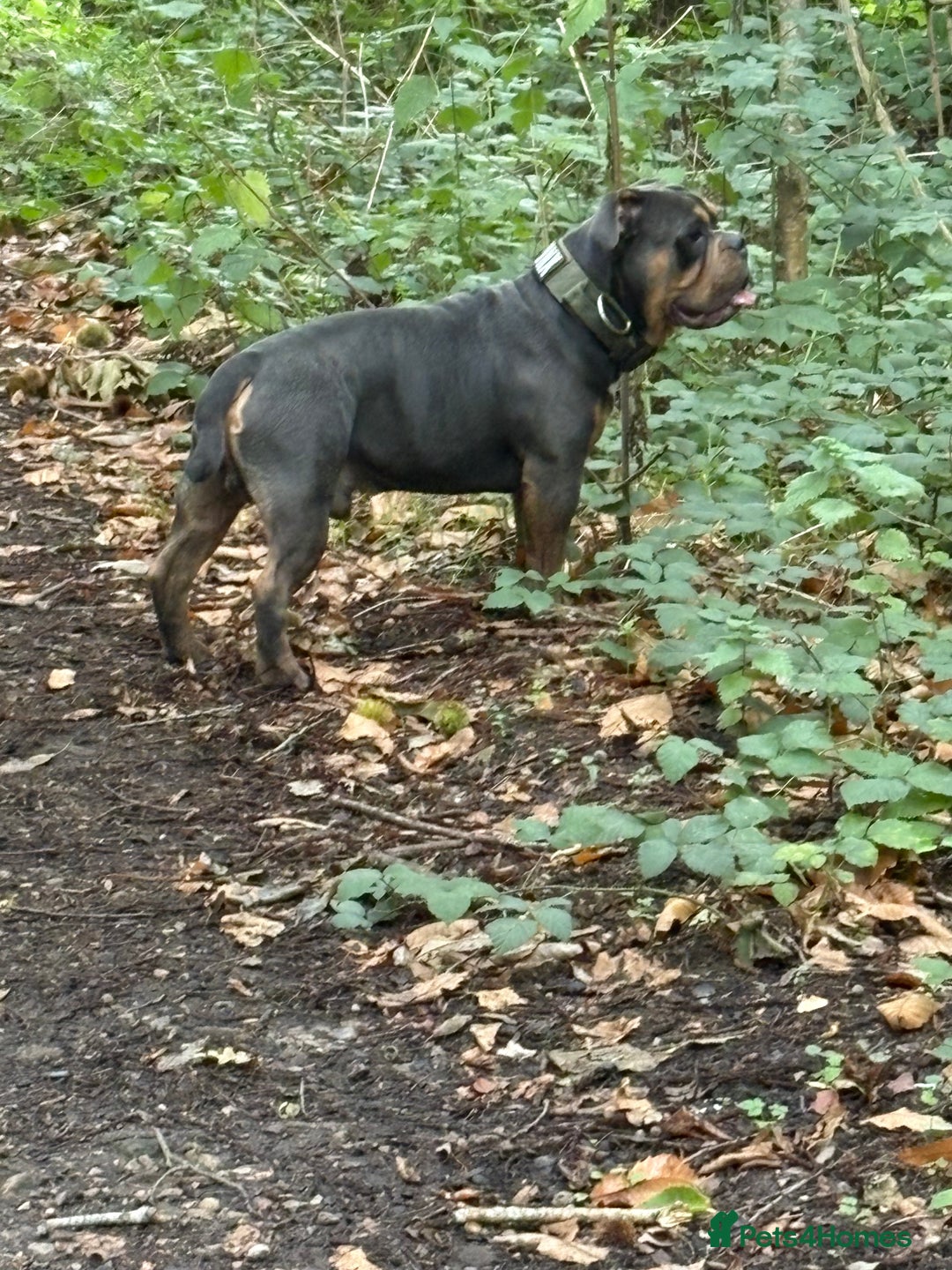 Olde English Bulldogge dogs for stud: Olde English bulldog for studding  - Advert 4