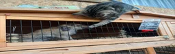 Lionhead rabbits for sale: Sweet bunny looking for a new family - Advert 6