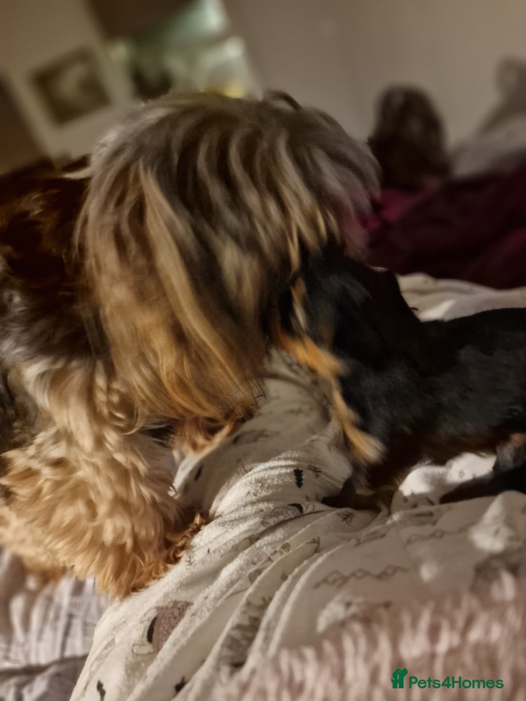 Yorkshire Terrier dogs for sale: Hello we got 2gorgeous puppies for sale - Advert 9