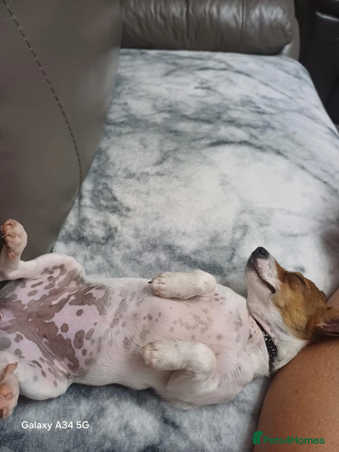 Jack Russell dogs for sale: Patient loving jack Russell  in Knottingley - Advert 4