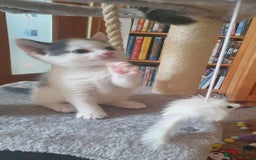 Mixed Breed cats for sale: 2 Beautiful Little Kittens - Image 5