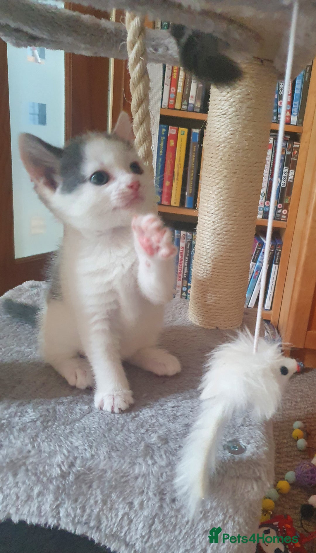 Mixed Breed cats for sale: 2 Beautiful Little Kittens - Image 5