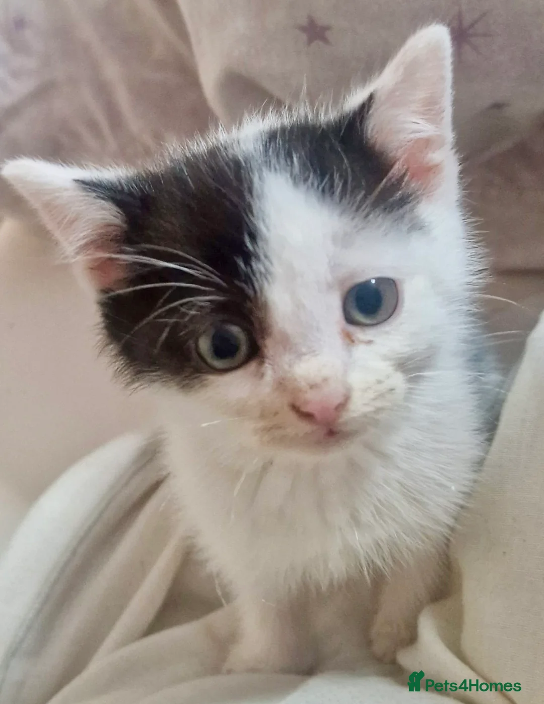 Mixed Breed cats for sale: Two Beautiful Kittens for sale  - Advert 2