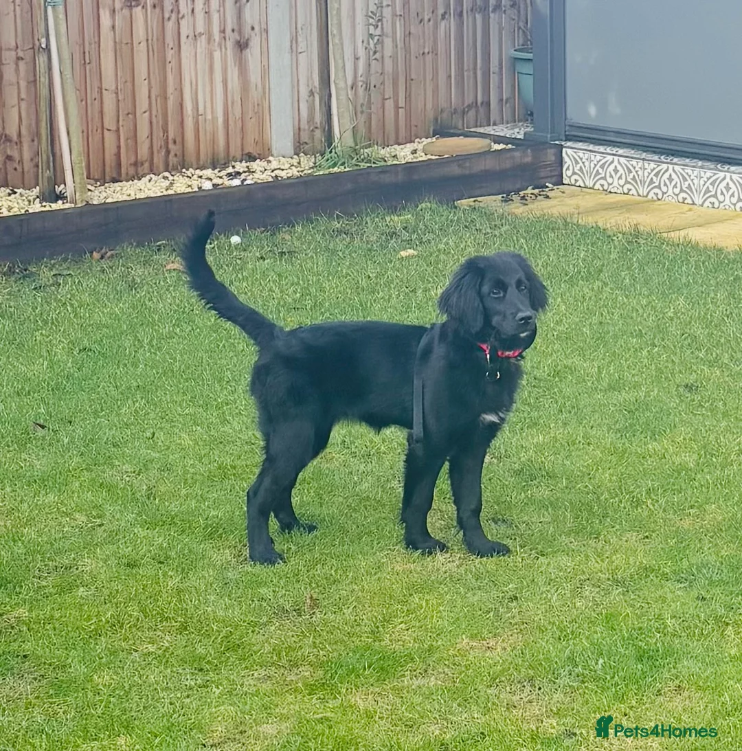Bernedoodle dogs for sale: 4 month old Bernedoodle - Advert 3