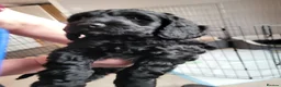 Cockapoo dogs for sale: Gorgeous cockapoo boys  - Advert 14