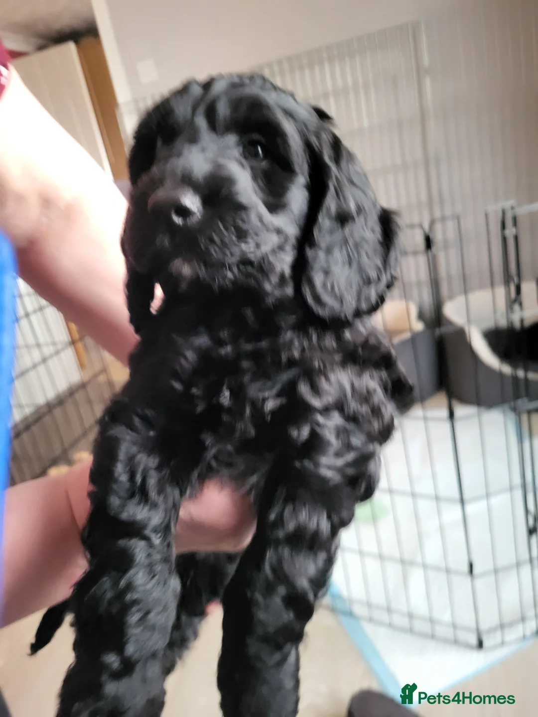 Cockapoo dogs for sale: Gorgeous cockapoo boys  - Advert 14