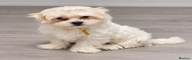 Yellow Collar