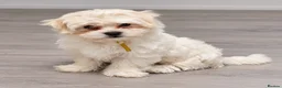 Mixed Breed dogs for sale: 3 Maltichon x Maltese Boys in Birmingham - Advert 4