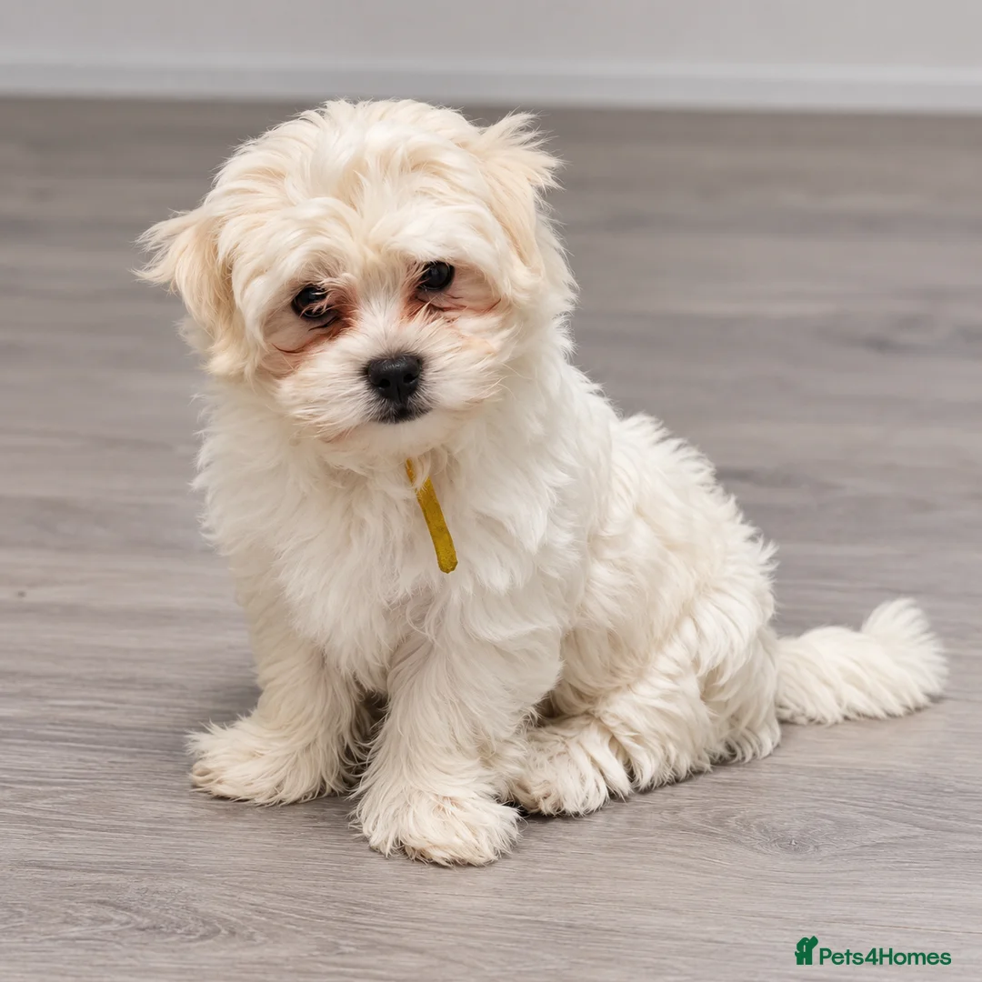 Mixed Breed dogs for sale: 3 Maltichon x Maltese Boys in Birmingham - Advert 4