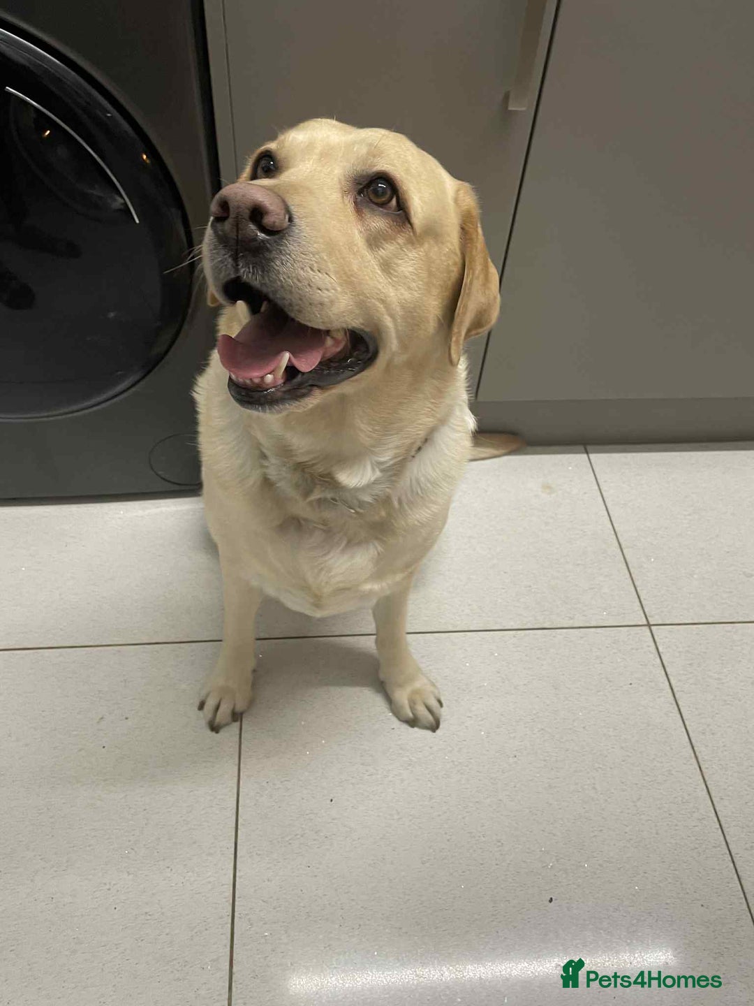 Labrador Retriever dogs for sale: Lovely Labrador  - Advert 5