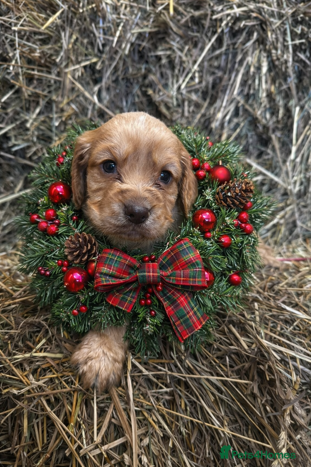 Cocker Spaniel dogs for sale: Health Tested Clear KC Registered Working Cockers - Advert 1