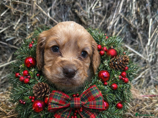 Cocker Spaniel dogs Health Tested Clear KC Registered Working Cockers - Advert 3