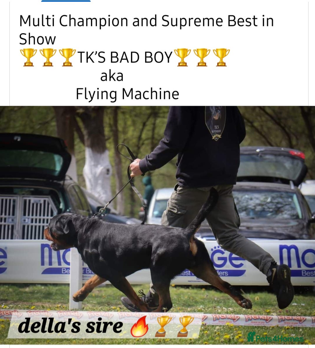 Rottweiler dogs for sale: (KC) REX & DELLAS FINAL LITTER OF QUALITY PUPS - Image 14
