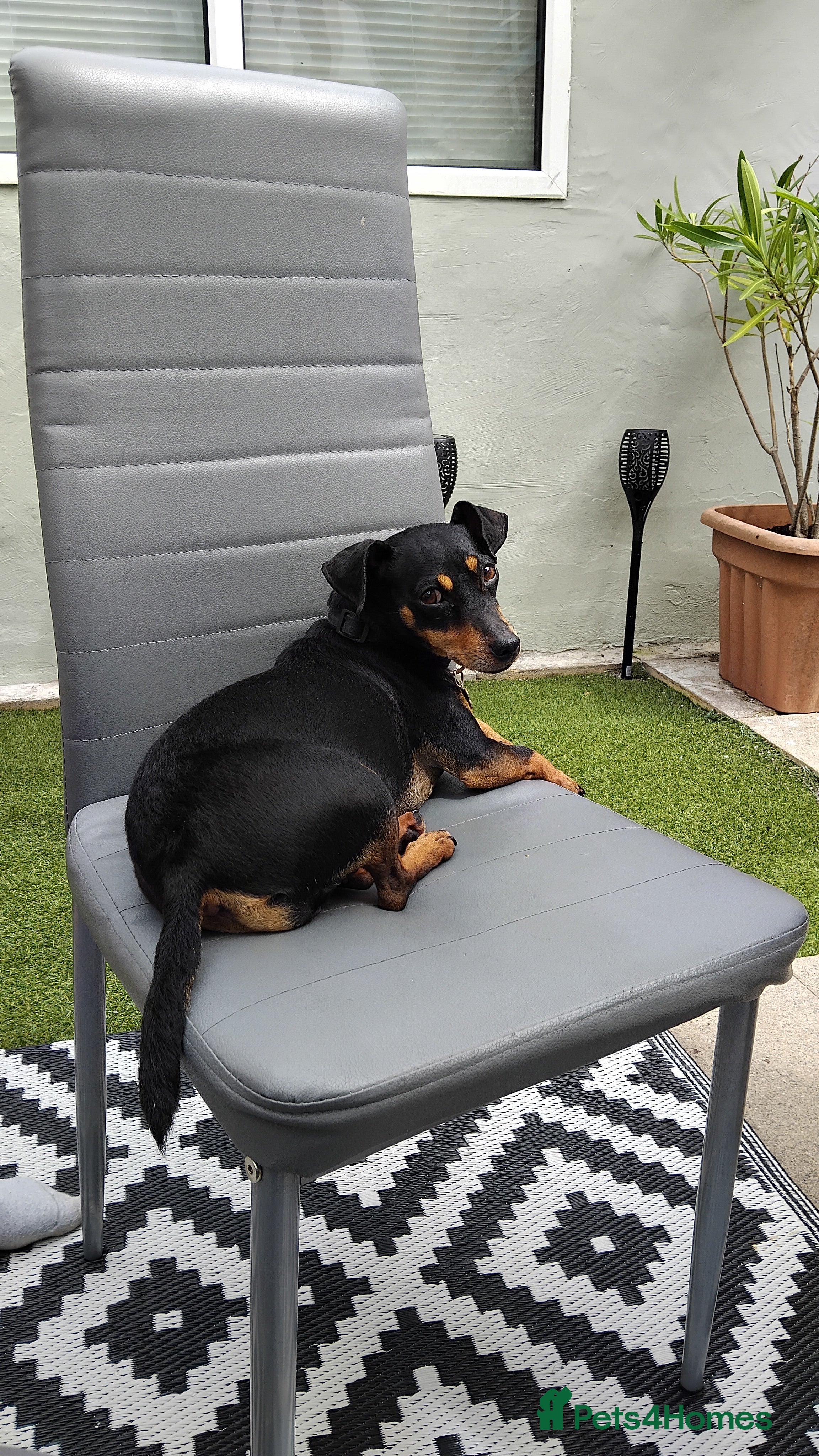 Jack Russell dogs Roxi 6 year old Jack russle  - Advert 2