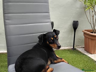 Jack Russell dogs Roxi 6 year old Jack russle - Advert 6