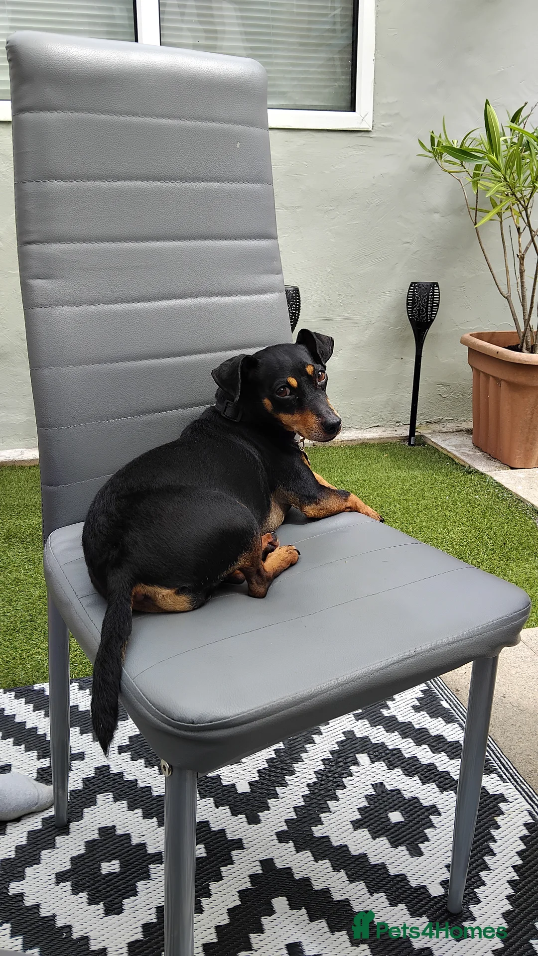 Jack Russell dogs for sale: Roxi 6 year old Jack russle  - Advert 1