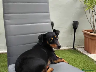 Jack Russell dogs Roxi 6 year old Jack russle - Advert 2