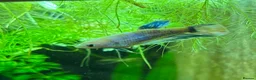 Bettas fish for sale: 🐠💙 Female Betta for Sale | Home-Bred 💙🐠 - Advert 5