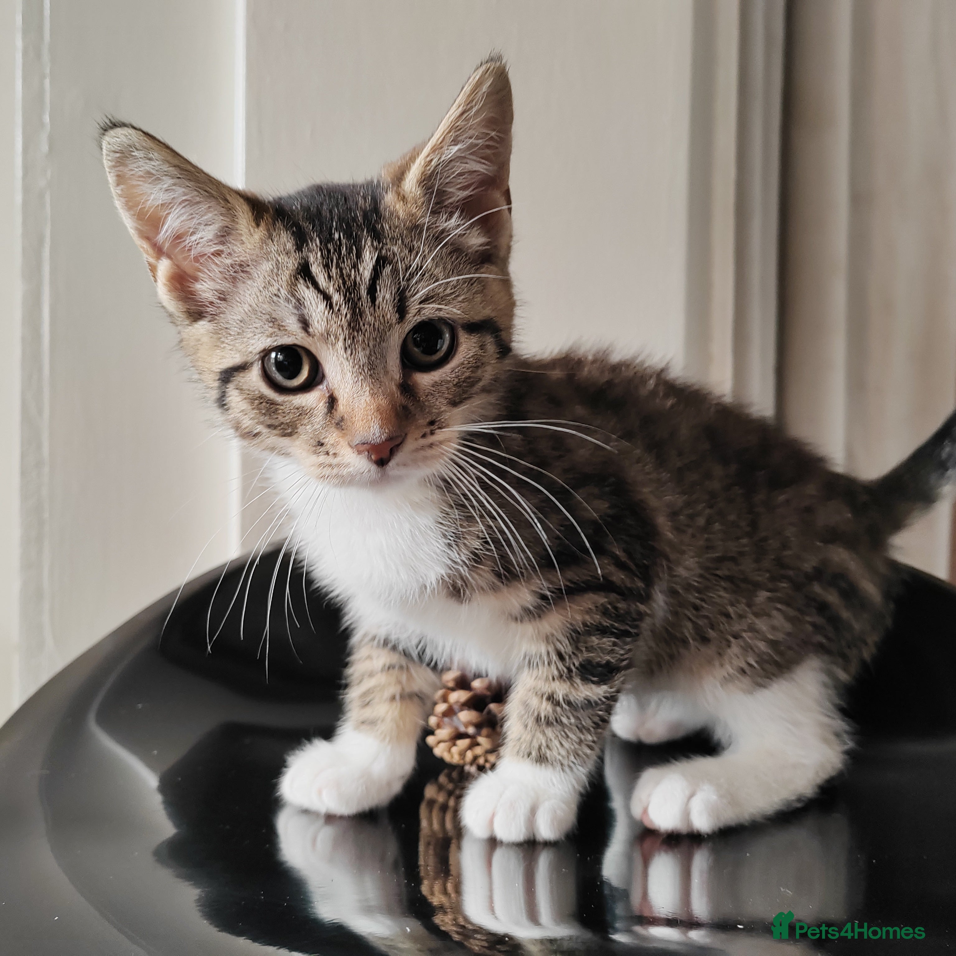 Mixed Breed cats One girl and one boy .Reduced price  - Advert 2