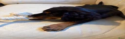 Cocker Spaniel dogs for sale: Beautiful Tri Colour Cocker Spaniel - Advert 5