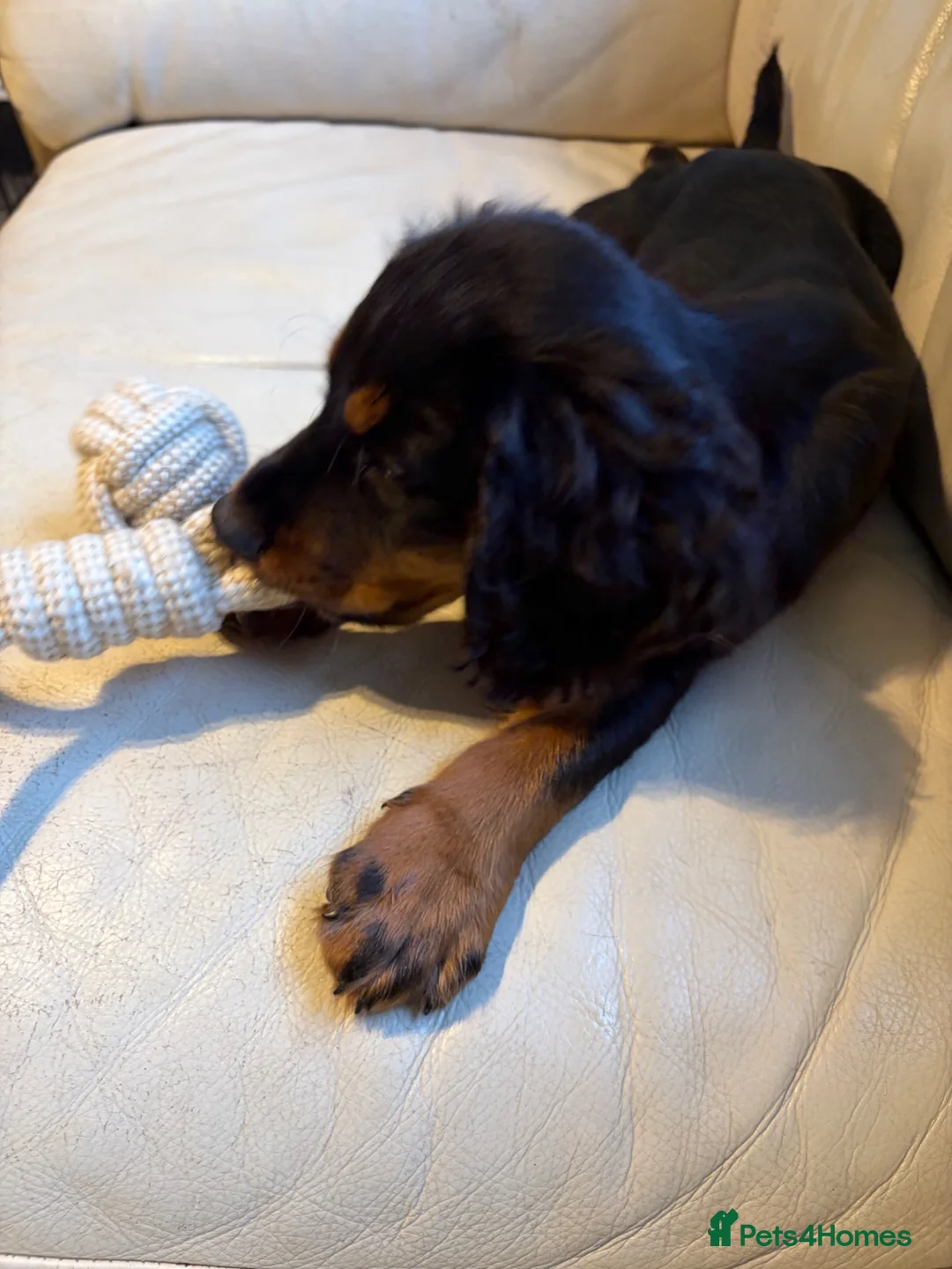 Cocker Spaniel dogs for sale: Beautiful Tri Colour Cocker Spaniel - Advert 5