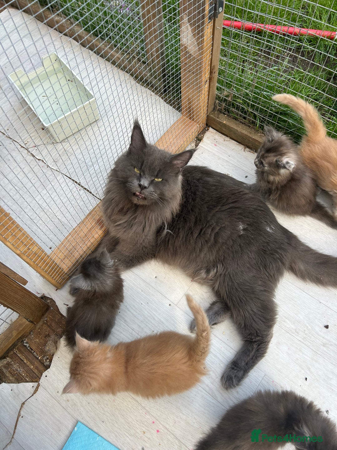 Maine Coon cats for sale: Active TICA GCCF Maine Coon Queen - Advert 10