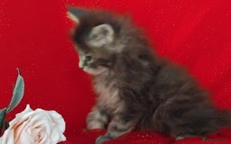 Maine Coon cats for sale: GCCF Registered Pure Maine Coon Kittens For Sale  - Image 13