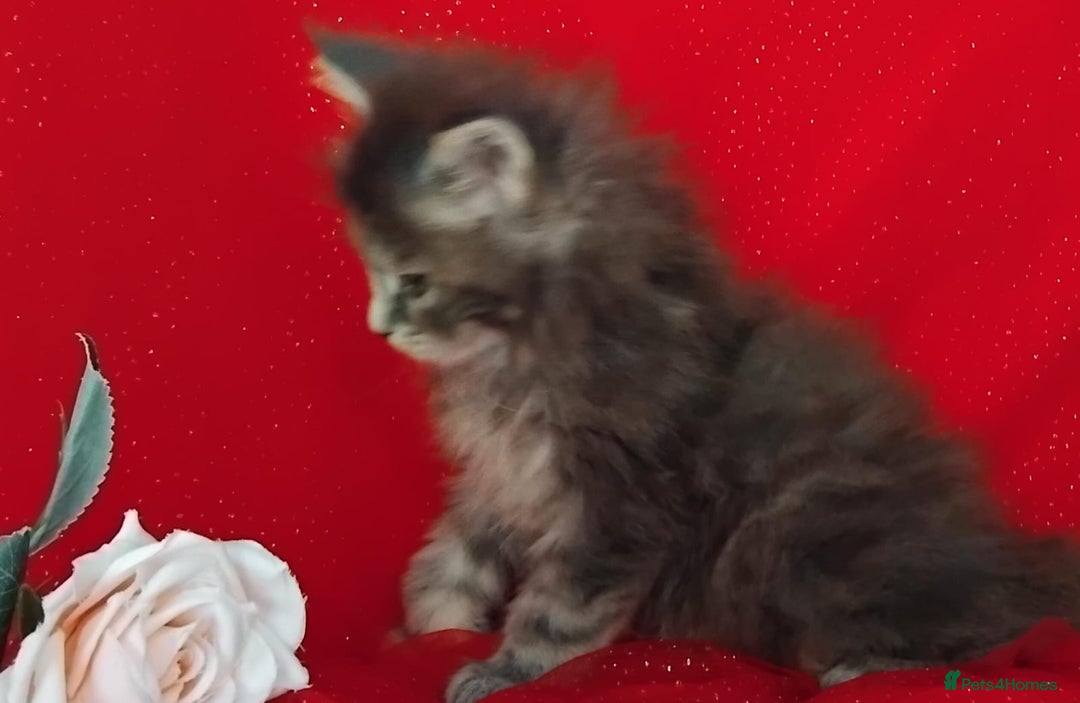 Maine Coon cats for sale: GCCF Registered Pure Maine Coon Kittens For Sale  - Image 13