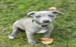 Whippet dogs for sale: READY NOW! STUNNING WHIPPET PUPPYS - Image 8