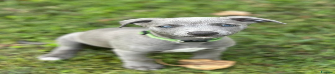 Whippet Puppy 3