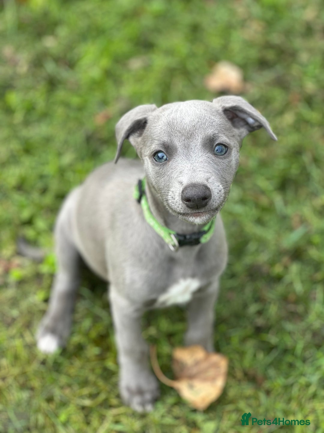 Whippet dogs for sale: READY NOW! STUNNING WHIPPET PUPPYS - Image 8
