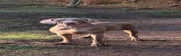 Weimaraner dogs for sale: Wonderful KC Reg Weimaraner Puppies x 6  - Advert 26
