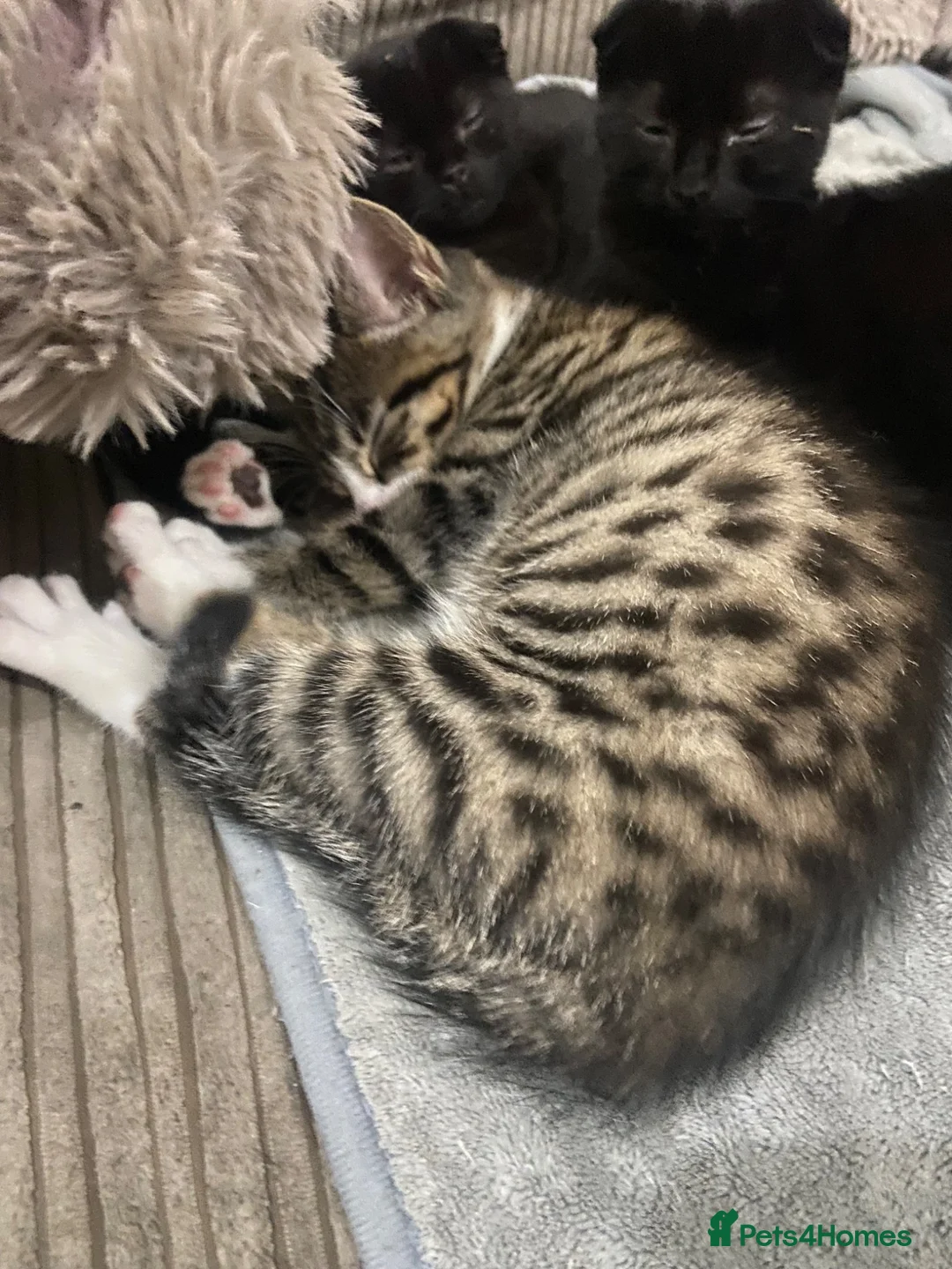 Mixed Breed cats for sale: Mixed breed bengal kitten for sale  - Advert 2