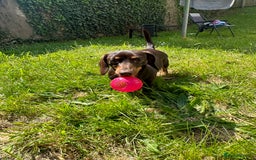 Miniature Dachshund dogs for sale: Stunning miniature dachshunds - Image 13