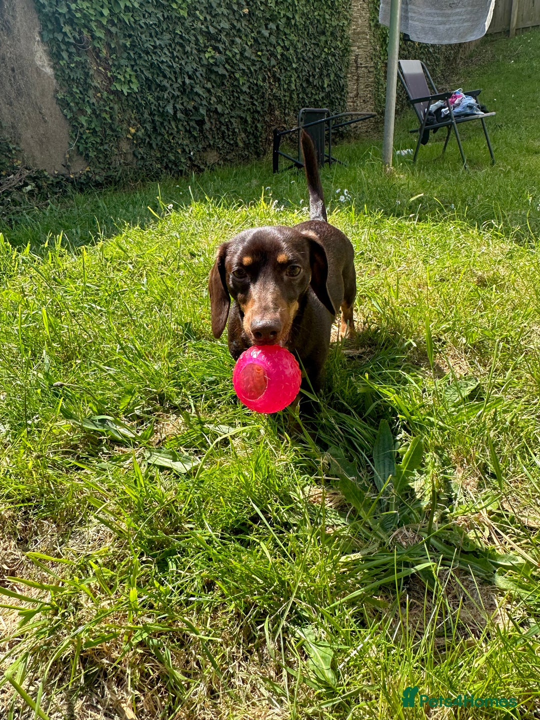 Miniature Dachshund dogs for sale: Stunning miniature dachshunds - Image 13