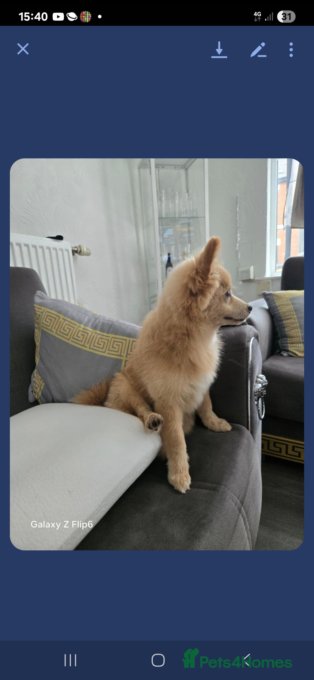 Pomeranian dogs for sale:  Pomerian - Image 5