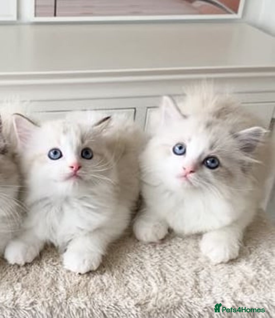 Ragdoll cats for sale: INDOOR TWO MALE GCCF REGISTERED RAGDOLL KITTENS - Image 7