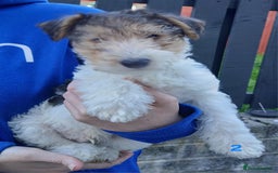 Fox Terrier dogs for sale: KC Reg Wire Fox Terrier Puppies READY NOW - Image 5